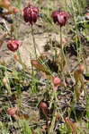 Parrot pitcherplant